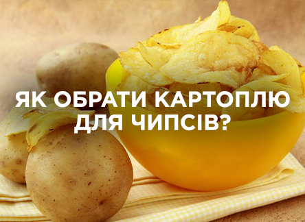 Выбираем лучший сорт картофеля для чипсов
