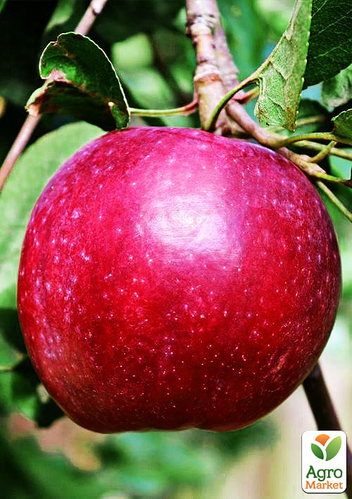 Яблоня "Джонатан" (зимний сорт, поздний срок созревания)