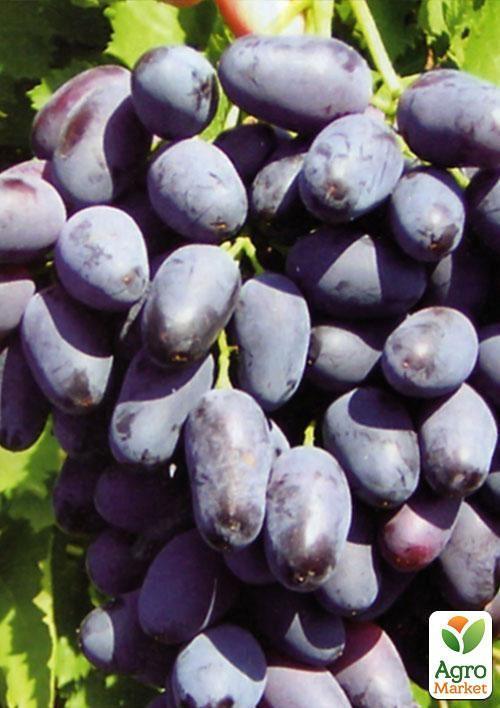 Виноград "Памяти Негруля" (средне-поздний срок созревания, морозостойкость до -25⁰С) - фото 4