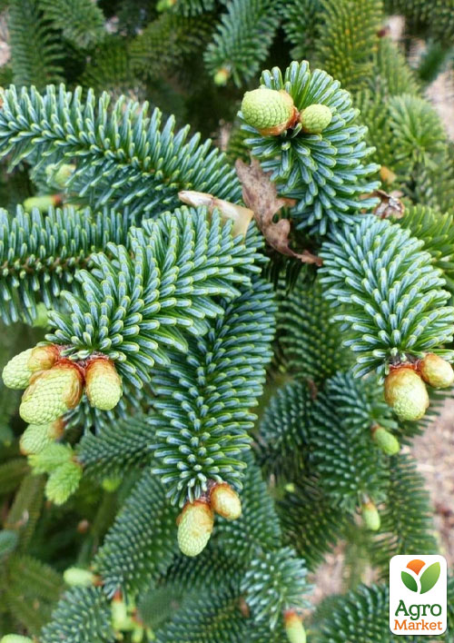 Ялиця Нумідійська (Abies numidica glauca) горщик P9