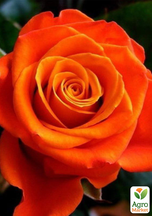 Троянда чайно-гібридна "Моніка" (саджанець класу АА +) вищий сорт