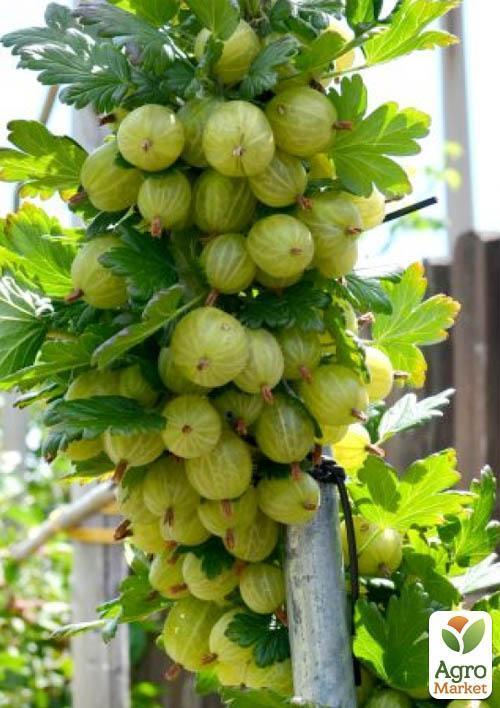 Агрус на штамбі "Інвікта" (Invicta) (середнього терміну дозрівання, великоплідний сорт) - фото 6