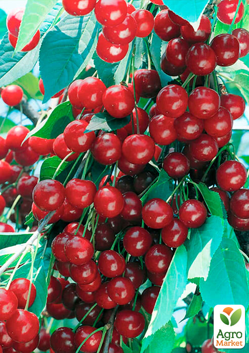 Вишня "Лотовка" (літній сорт, пізній термін дозрівання) - фото 4