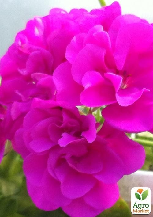 Пеларгония ампельная "Ivy Magenta" (контейнер № 10, высота 10-20 см) - фото 2