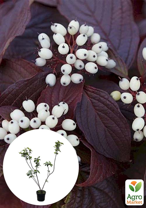 Дерен 3-х річний білий "Siberian Pearls" С5 висота 60-80см