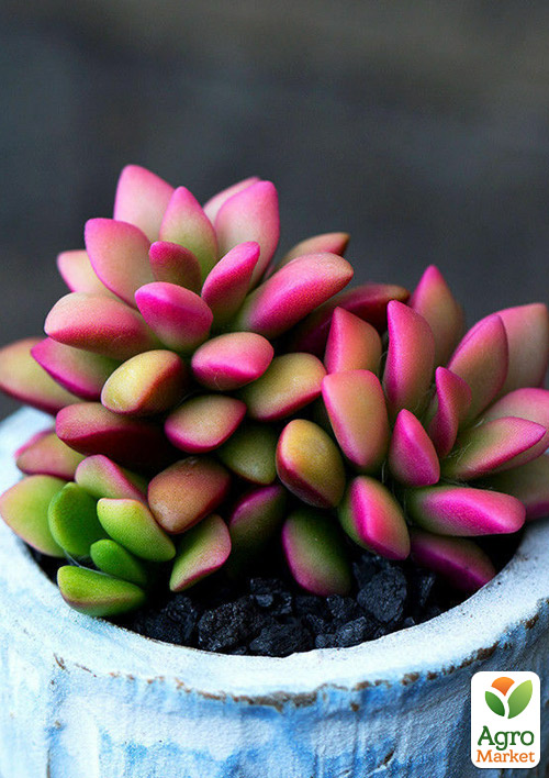 Сукулент Анакампсерос червоний "Rubra"