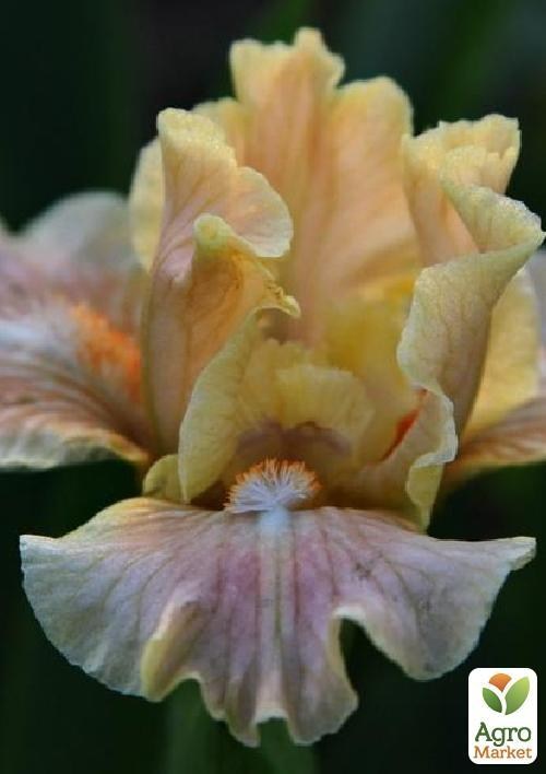 Ирис карликовый "Ballet Lesson" 1шт в упаковке