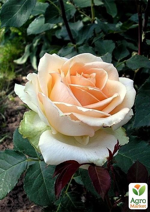 Роза патіо "Даніела"