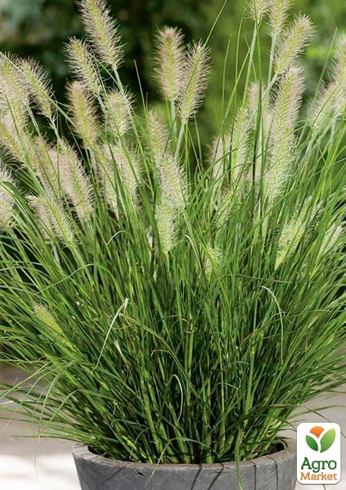 Пеннисетум "Little Bunny" вазон С2 - фото 2