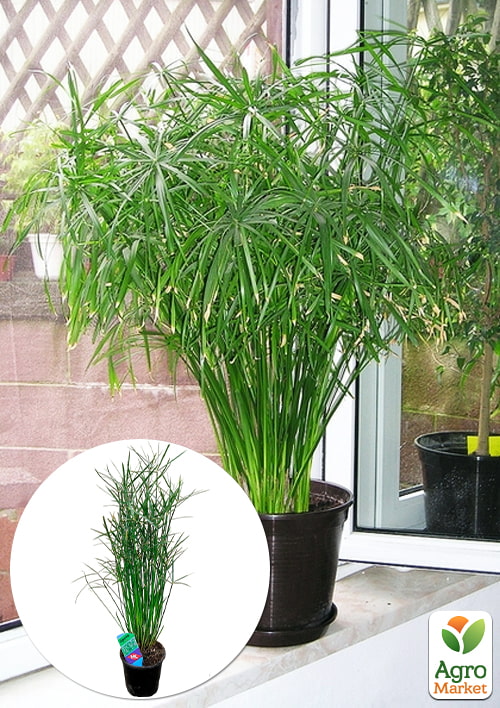 LMTD Пальма Зонтичная "Cyperus alternifolius" высота 60-70см