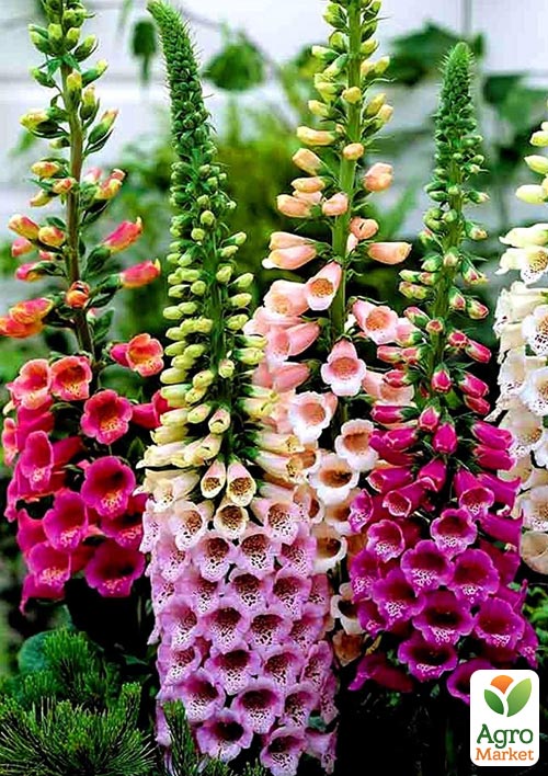 Наперстянка пурпурова "Colorito" (Дигіталіс)