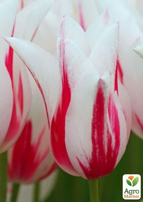 Тюльпан "Marilyn" 3шт в упаковке