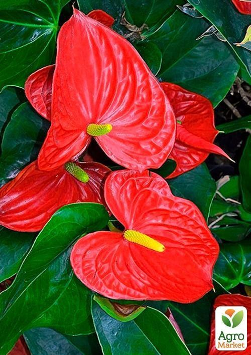 Антуріум "Мрія" (Anthurium andr. Pandola) дм 17 см вис. 75 см