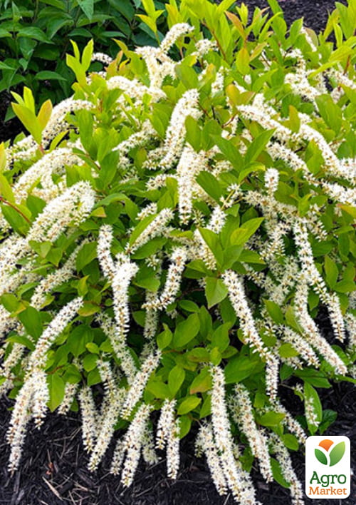 Ітея віргінська "Love Child", Р9