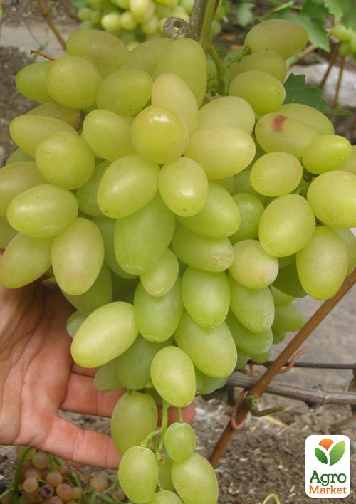 Виноград "Верона" (средний срок созревания, не повреждается осами) - фото 5