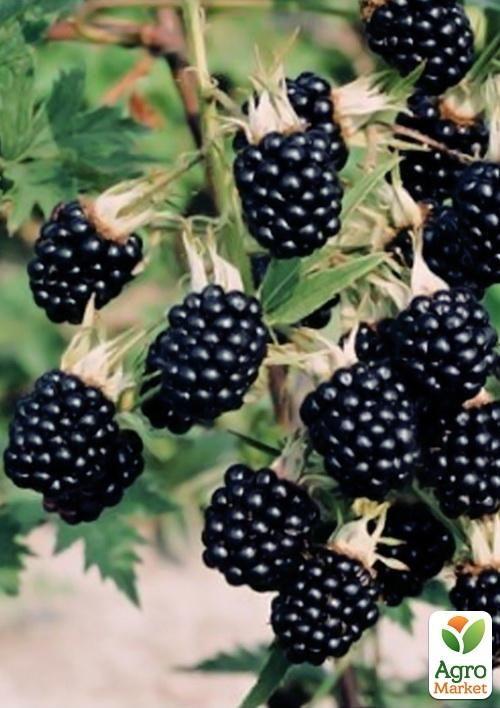 Ежевика поздняя "Лох Несс" (Loch Ness) - фото 4