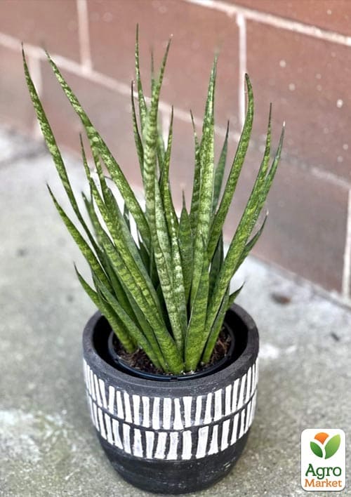 LMTD Сансевиерия "Comet Kichaka" высота растения 15-25см - фото 5