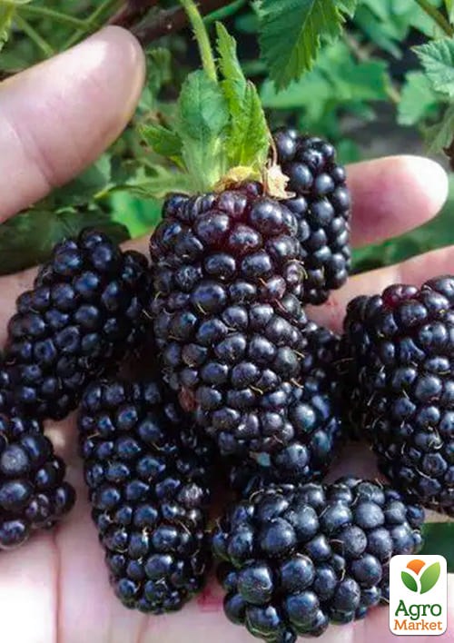 Малинно - ежевичный гибрид "Техас" (ранние сроки созревания) - фото 2