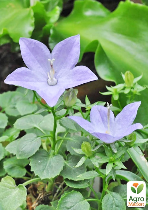 Кампанула цветущая "Isophylla Blue" (Нидерланды)
