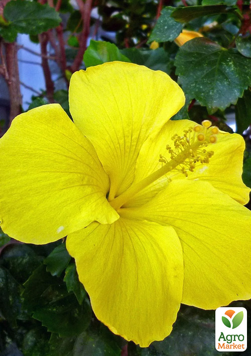 Гибискус комнатный "Adonis Yellow"  - фото 7