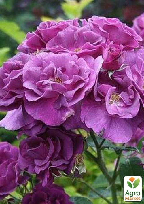 Роза парковая "Rhapsody in Blue" (саженец класса АА+) высший сорт - фото 4
