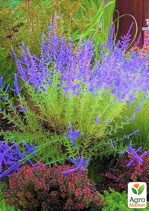 Перовскія "Blue Spire"