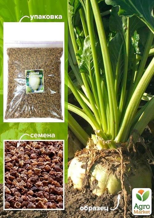 Свекла "Сахарная" ТМ "Весна" 500г