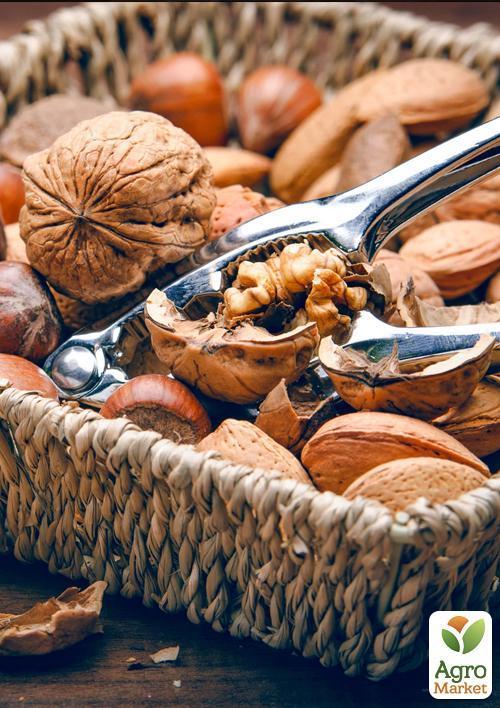 Волоський горіх щеплений "Hartley" (селекція США, середній термін дозрівання) - фото 4