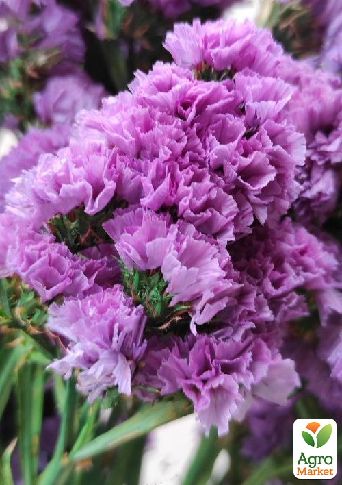 Статица "Lavender Provence" (кермек, лимониум, сухоцвет)