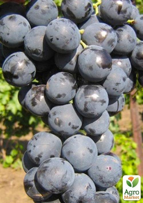 Виноград "Страшенський" (середньо-пізній термін дозрівання)