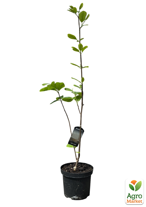 Магнолия 4-х летняя "Jade Lamp" (высота 80-100см) - фото 2