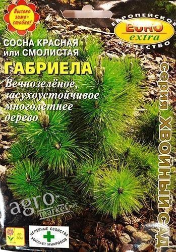 Сосна красная или смолистая "Габриела" ТМ "Аэлита" 0.1г