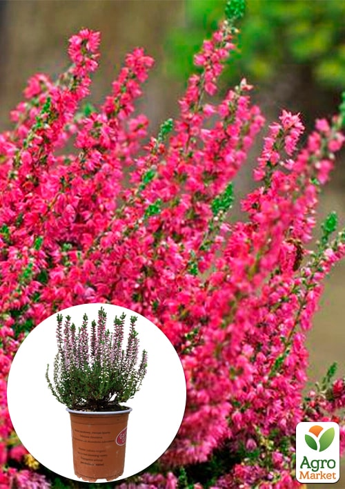 Верес звичайний "Loki"