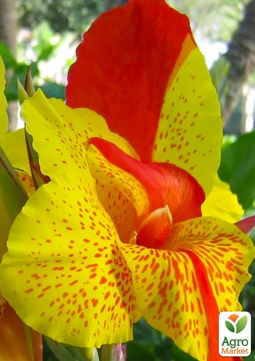 Канна Низкорослая "Cleopatra" 