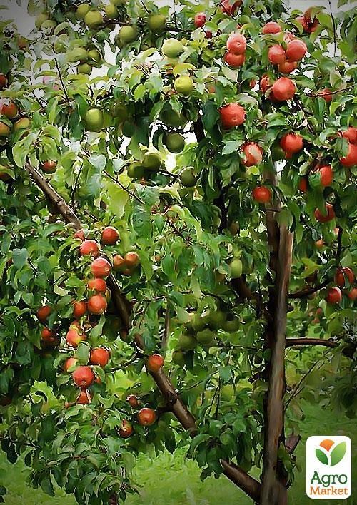 Эксклюзив! Дерево-сад Яблоня "Айдаред+Семеренко+Чемпион"