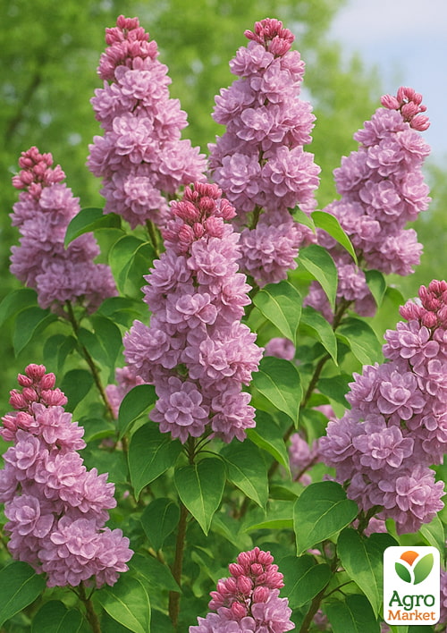 Сирень тёмно-лиловая "Marshal Lannes"  - фото 5