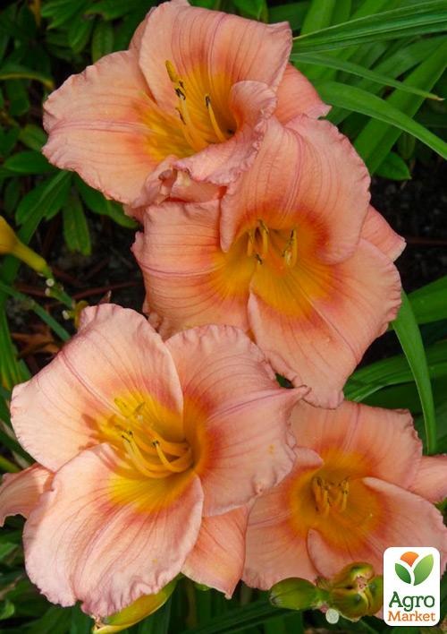 Лилейник "Siloam Little Girl"