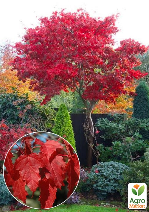 Клен приречный "Гиннала" (Acer tataricum s. ginnala) вазон Р9
