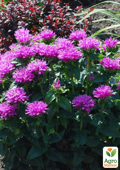 Бергамот (Монарда)  "Petite Delight"