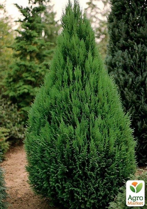 Хвоя Новорічна "Christmas Cypress" (Різдвяний кипарис) (висота 30см) - фото 3