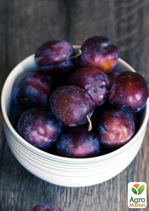 Эксклюзив! Слива красно-бурая "Страсть" (Passion) (премиальный высокоурожайный сорт) - фото 3