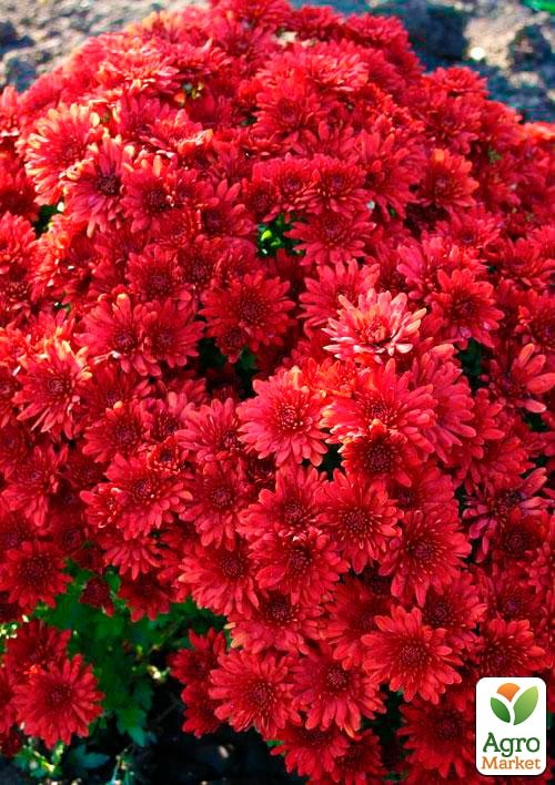 Хризантема мультифлора шарообразная "Diva Rouge"  - фото 2