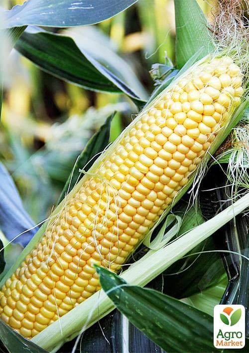 Кукуруза "1980 F1" ТМ "Lark Seeds" 25000шт