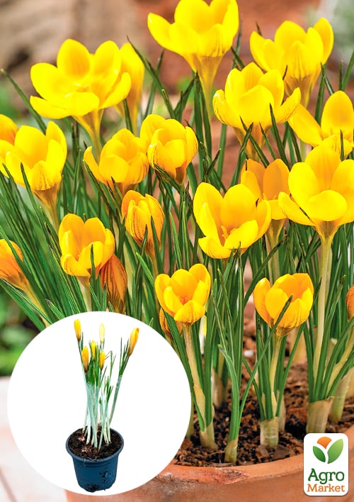 Крокус крупноцветковый "Golden Yellow" укорененный