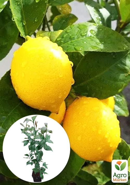 Лимон "Флорентина"  (саженец 3 года) высота 70-90см