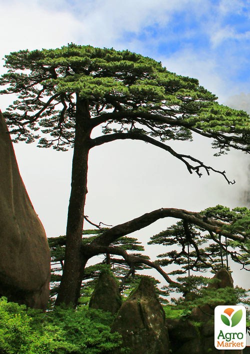 Сосна Хуаньшаньська (Pinus hwangshanensis) горщик P9