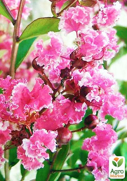 Лагерстремия (индийская сирень) "BERLINGOT MENTHE"