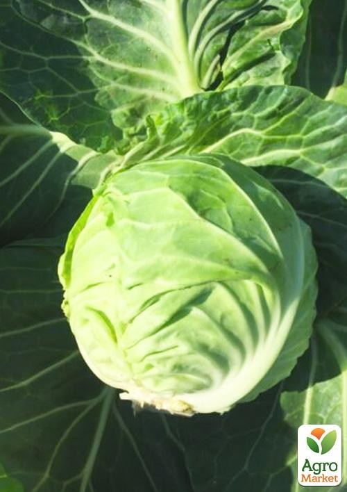 Капуста білокачанна «Канзас F1» ТМ «Lark Seeds» 2500шт