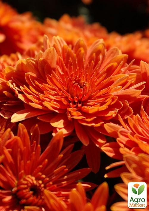 Хризантема мультифлора куляста "Osteria Orange"
