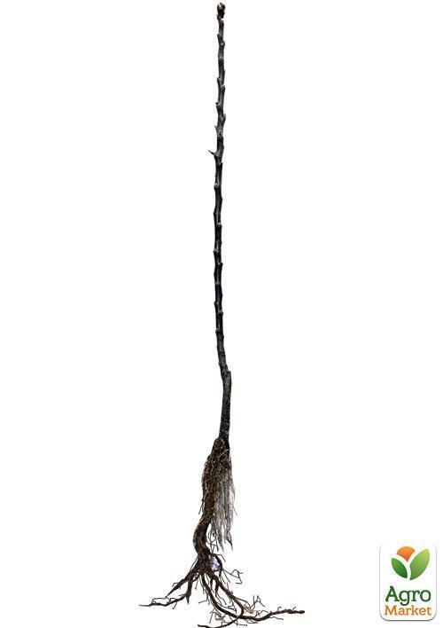 Яблуня колоновидна "Джина" (осінній сорт) - фото 2